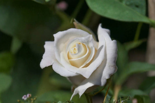JFK White Rose Live Cuttings | 3 Unrooted 6 Inch Rose Cuttings | John F Kennedy Hybrid Tea Rose | White Flowering Rose Bush