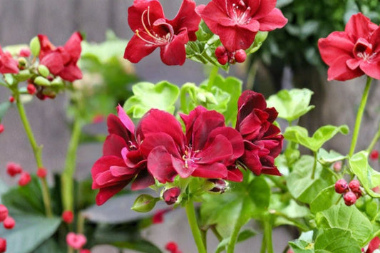 Red Ivy Geranium Live Cuttings | 3 Pelargonium peltatum 6 Inch Starter Cuttings | Vivid Red Trailing Geranium | Hanging Basket Plant