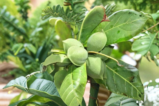 Tropical Almond Live Plant | Terminalia catappa | 7–12 Inch Starter Tree | Indian Almond Tree | Tropical Shade Tree