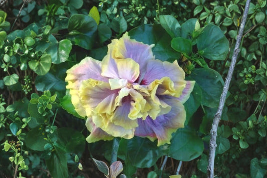 Gator Magic Cajun Hibiscus Live Plant | Tropical Hibiscus Starter | Hibiscus rosa-sinensis | Exotic Flowering Shrub