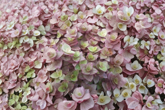 Pink Lady Callisia Repens Live Plant | Variegated Turtle Vine | 2 Inch Pot | Pink Succulent Houseplant | Trailing Indoor Plant