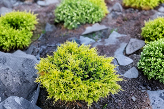 Lime Glow Spreading Juniper Live Plant | Juniperus Horizontalis | Evergreen Groundcover Shrub | Starter Plant | Landscape Juniper