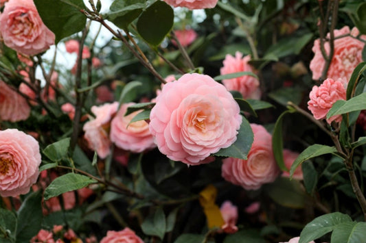 Pink Perfection Camellia Live Plant | Camellia japonica | 4L Starter Plant | Double Pink Flowering Evergreen Shrub | Shade Garden