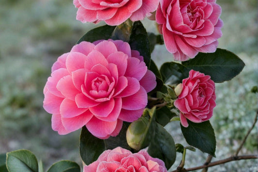 Dad's Pink Camellia Live Plant | Camellia japonica | 4L Starter Plant | Pink Flowering Evergreen Shrub | Shade Garden Plant