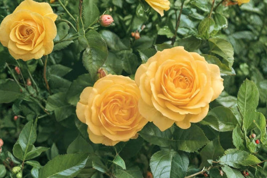 Julia Child™ Floribunda Rose Live Plant | 1 Quart Pot | Yellow Rose Bush | Repeat Blooming Fragrant Garden Rose