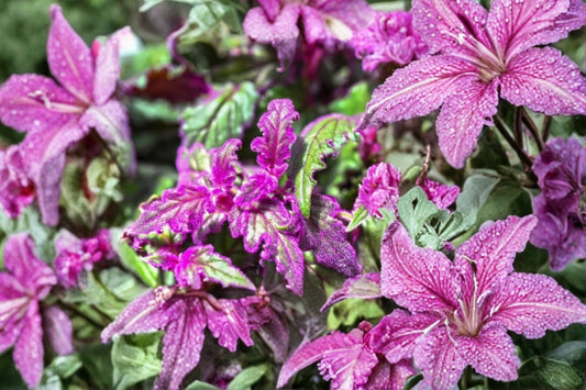 2 Purple Passion Plants Live | Gynura aurantiaca | Purple Velvet Plant | Small Starter Houseplants | Colorful Indoor Plant