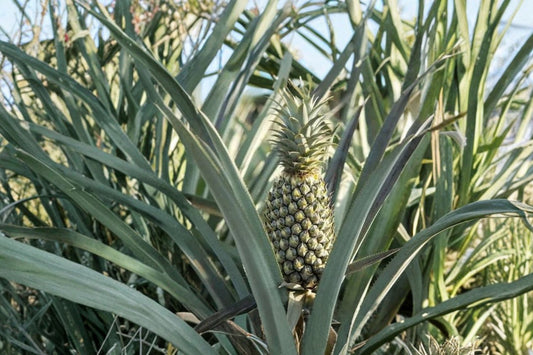 Florida Special Pineapple Live Plant | Ananas comosus Starter Plant | Tropical Fruit Plant | Edible Patio Plant | Pineapple Plant