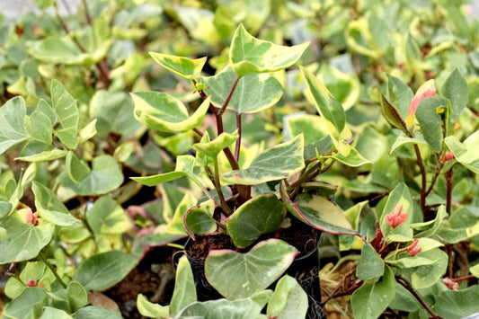 Variegated Wax Ivy Live Plant | Senecio macroglossus | 4 Inch Pot | Natal Ivy Trailing Vine | Variegated Indoor Houseplant