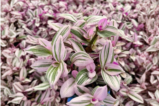 Tradescantia Nanouk Live Plant | Pink Variegated Houseplant | 2 Inch Pot | Trailing Indoor Plant | Colorful Tradescantia