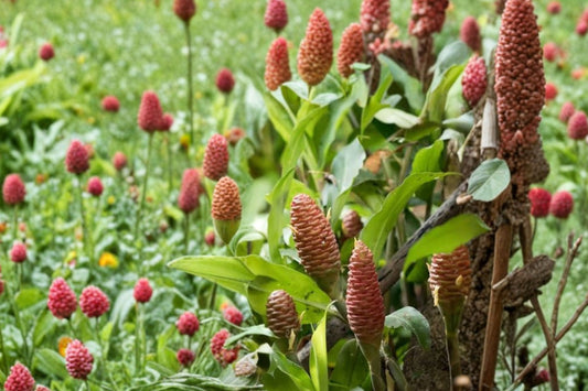 2 Shampoo Ginger Live Plants | Zingiber zerumbet | 12–20 Inch Tall Awapuhi Ginger Plants | Tropical Garden Plant | Free Shipping