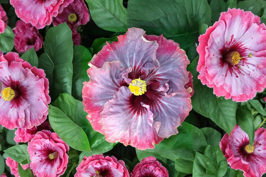 Dark Princess Cajun Hibiscus Live Plant | Tropical Hibiscus Starter Plant | Hibiscus rosa-sinensis | Exotic Flowering Shrub