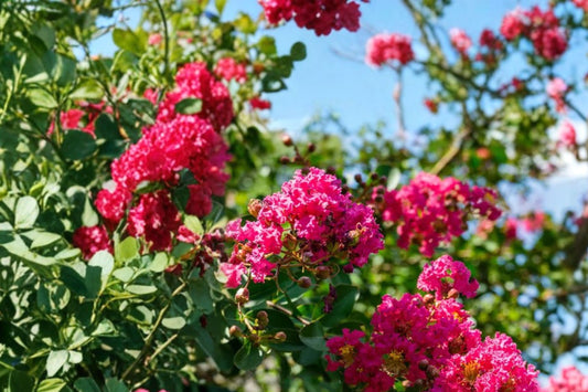 Dark Pink Crepe Myrtle Live Cuttings | 7 Lagerstroemia indica 6 Inch Cuttings | Crape Myrtle Flowering Tree Propagation