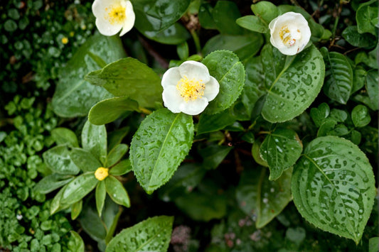 Green Tea Plant Live | Camellia sinensis | Tea Leaf Plant | Edible Evergreen Shrub | Live Tea Plant for Garden & Containers