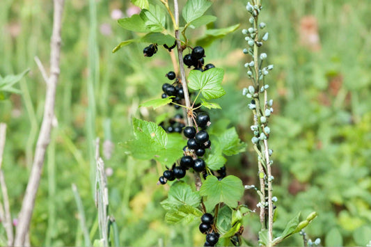 Black Currant Live Plant | 2 Year Old Ribes nigrum | 18–25 Inch Tall Berry Bush | Edible Fruit Shrub | Home Garden Plant
