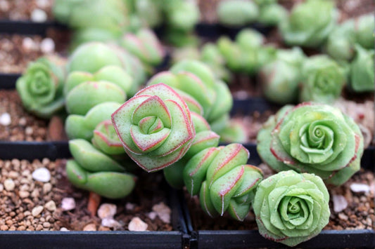 Jade Necklace Crassula Live Succulent | Rare Rooted Succulent Plant | 2 Inch Pot | Crassula Jade Plant | Collector Houseplant
