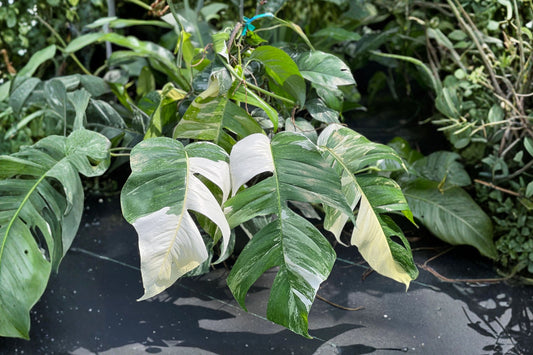 Albo Pothos Live Plant | Variegated Epipremnum aureum | Rooted Indoor Houseplant | White Variegated Pothos | Climbing Vine