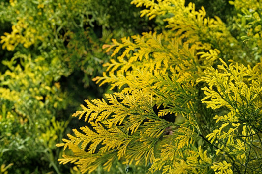 Forever Goldy Arborvitae Live Plant | Thuja plicata | 2.5 Quart Pot | Golden Evergreen Shrub | Privacy Hedge Landscape Plant