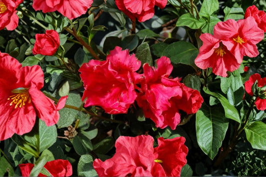 Red Ruffle Azalea Live Plant | Rutherford Hybrid Azalea | Full Gallon Pot | Red Flowering Evergreen Shrub | Shade Garden Plant