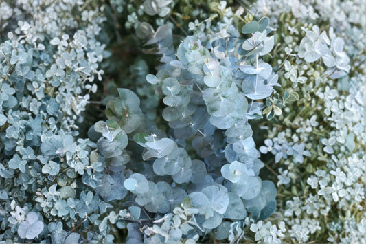 Silver Dollar Eucalyptus Live Plant | Eucalyptus cinerea Starter Plant | Fragrant Silver Foliage | Cut Flower Garden Plant