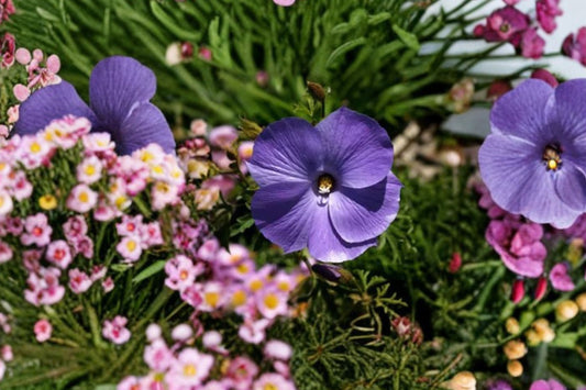 Blue Hibiscus Live Plant | Alyogyne huegelii | Well Rooted Starter Plant | Lilac Blue Flowering Shrub | Australian Native Plant