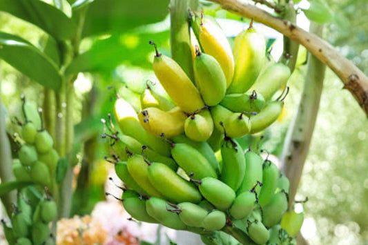 3 Gran Nain Banana Live Plants | Musa acuminata Starter Plugs | Dwarf Banana Tree Plants | Tropical Fruit Plants | Banana Plant Bundle