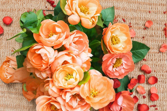 Cameo Flowering Quince Live Plant | Chaenomeles Cameo | 3.5 Inch Pot | Peach Pink Flowering Shrub | Spring Garden Plant