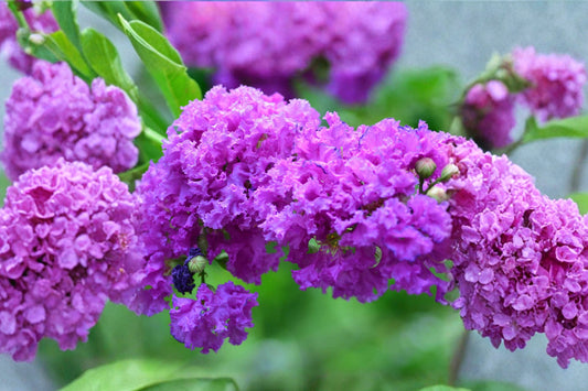 Catawba Purple Crape Myrtle Live Plant | 1 Quart Pot | Lagerstroemia indica | Purple Flowering Tree | Summer Blooming Shrub