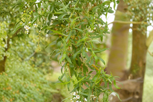 Golden Curls Corkscrew Willow Live Plant | 1 Quart Pot | Twisted Branch Weeping Willow Tree | Golden Ornamental Landscape Tree