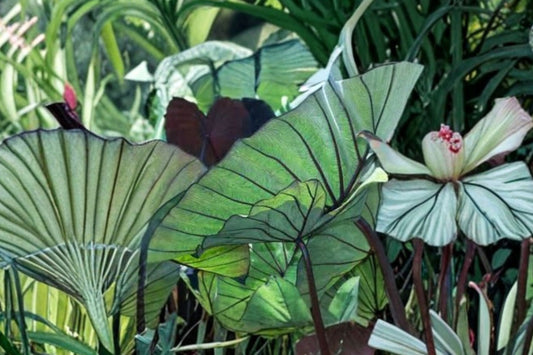 Midnight Elephant Ear Live Plant | Colocasia esculenta | Black Foliage Tropical Plant | Elephant Ear Starter | Patio Garden Plant