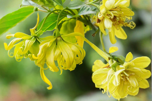 Ylang Ylang Live Plant | Cananga odorata | Fragrant Tropical Flower Tree | Aromatic Yellow Flowers | Exotic Starter Plant