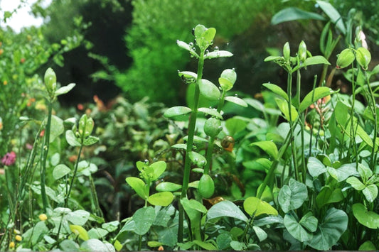 Bacopa & Guppy Grass Live Aquarium Plants | Freshwater Aquatic Plant Combo | Buy 2 Get 1 Free | Easy Planted Tank Plants