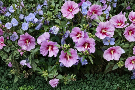 2 Rose of Sharon Hibiscus Live Plants | 1 Ft Rooted Starter Bushes | Hibiscus syriacus | Hardy Flowering Shrub | Organic Grown