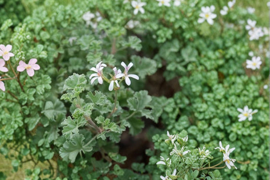 Mint Scented Pelargonium Live Cuttings | 3 Fuzzy Geranium 6 Inch Cuttings | Fragrant Scented Geranium | Rare Collector Plant
