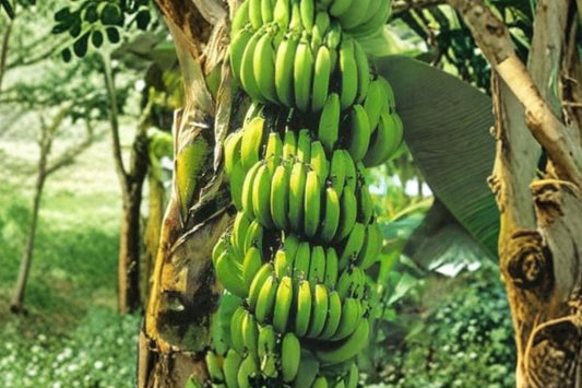 Williams Hybrid Banana Live Plant | Giant Cavendish Banana Tree Bulb | Musa Banana Starter | Tropical Fruit Plant | Edible Garden