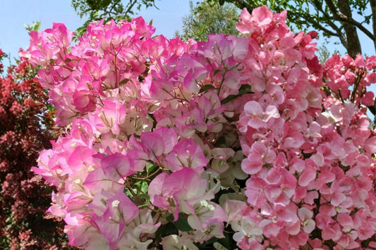 Cherry Blossom Bougainvillea Live Plant | Small Rooted Starter Plug | Pink Flowering Tropical Vine | Bougainvillea Garden Plant