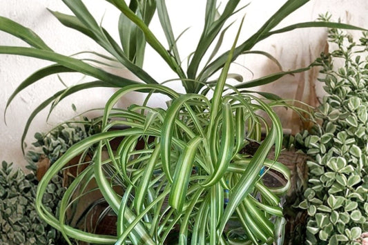 5 Spider Plant Babies Live | Chlorophytum comosum Offshoots | Green White Variegated Spiderettes | Starter Houseplants