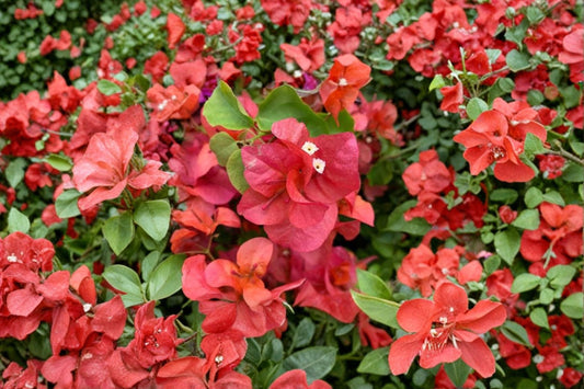 Cerena Bougainvillea Live Plant | Rare Bougainvillea | Rooted Tropical Flowering Plant | Colorful Climbing Vine | Actual Plant