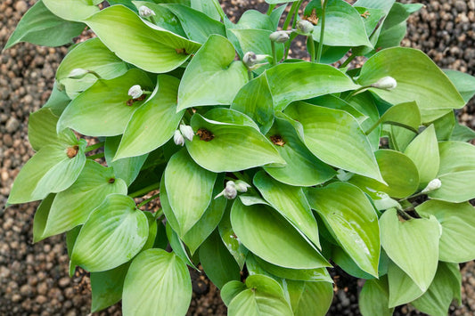 5 Serendipity Hosta Live Plants | Healthy Rooted Green Hostas | Shade Loving Perennial Plants | Garden Border Ground Cover