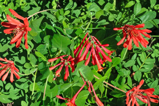 Honey Coral Honeysuckle Live Plant | Lonicera sempervirens | Native Coral Honeysuckle Vine | Hummingbird Pollinator Starter Plant
