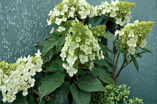 Munchkin Oakleaf Hydrangea Live Plant | Dwarf Hydrangea quercifolia | 1 Pint Pot | White Flowering Shrub | Compact Shade Garden Plant