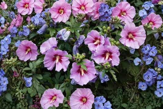 Double Magenta Rose of Sharon Live Plant | Hibiscus syriacus | Hardy Flowering Shrub | Pink Purple Hibiscus Garden Plant