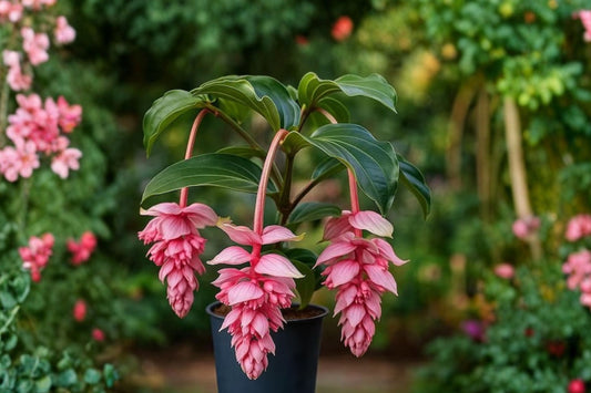Medinilla Magnifica Live Plant | Royal Zenz Medinilla | Well Rooted Starter Plant | Rare Tropical Flowering Houseplant
