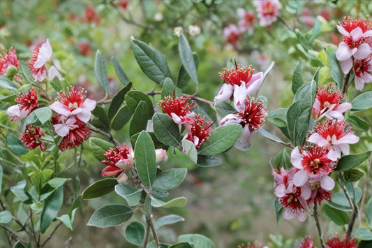 2 Pineapple Guava Live Plants | Feijoa Acca sellowiana | Guava Fruit Tree Starter Plants | Evergreen Edible Garden Plant