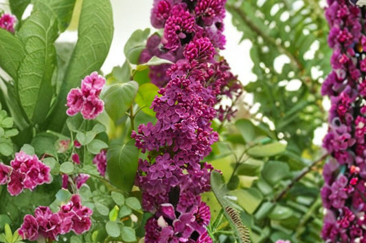 2 Congo French Lilac Live Plants | Deep Purple Syringa vulgaris | 4 Inch Pots | Fragrant Flowering Shrubs | Lilac Garden Plants