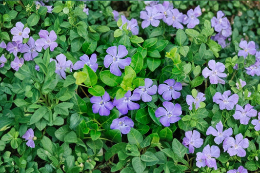 25+ Vinca Minor Live Plants | Periwinkle Creeping Myrtle Ground Cover | Evergreen Shade Plant | Rooted Garden Starter Plants