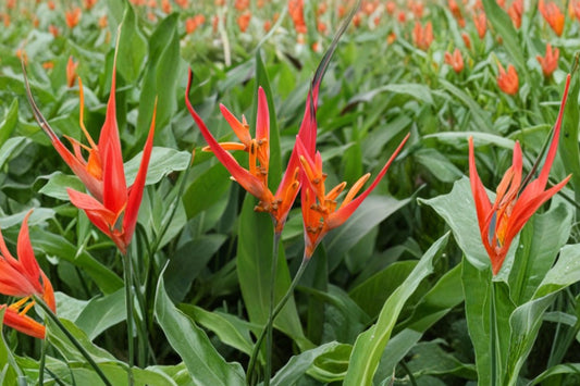 Orange Parrot's Beak Heliconia Live Plant | Heliconia psittacorum | Potted Rooted Starter | Tropical Flowering Garden Plant