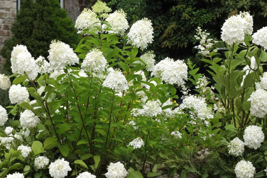 PeeGee Hydrangea Live Plant | Hydrangea paniculata Grandiflora | White Pink Huge Blooms | Old Fashioned Flowering Shrub Starter