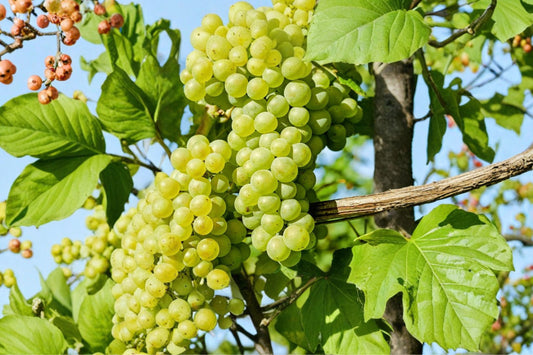 Himrod Seedless Grape Vine Live Plant | 1–2 Year Old Grapevine | Green Table Grape Fruit Plant | Backyard Vineyard | Free Shipping