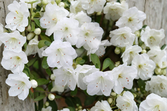 White Gumpo Dwarf Azalea Live Plant | Compact White Flowering Azalea | Starter Plant | Evergreen Shrub | Shade Garden Plant