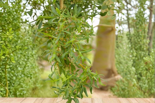 Golden Curls Willow Live Cutting | Corkscrew Willow Tree | Twisted Golden Branches | Bonsai Starter | Ornamental Curly Willow Plant
